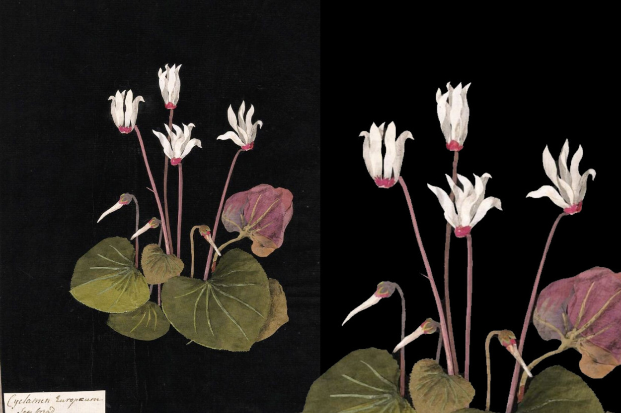 <p>Cyclamen Europaeum, цикламен. Мэри Делейни, 1777 г.</p> 