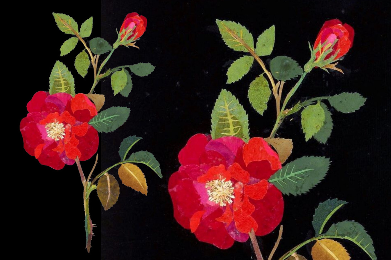 <p>Rosa gallica, шиповник. Мэри Делейни, 1782 г.</p> 
