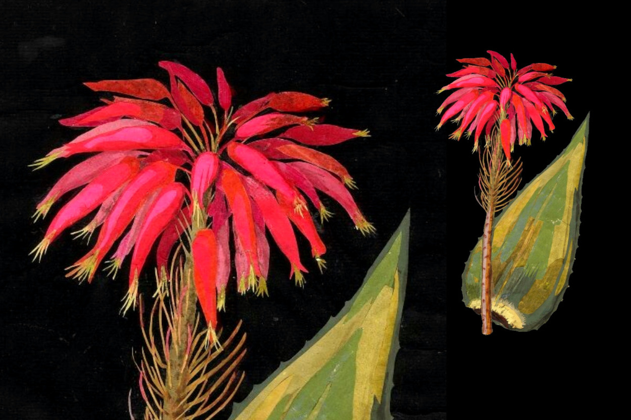 <p>Aloe Perfoliata, алоэ. Мэри Делейни, 1780 г.</p> 
