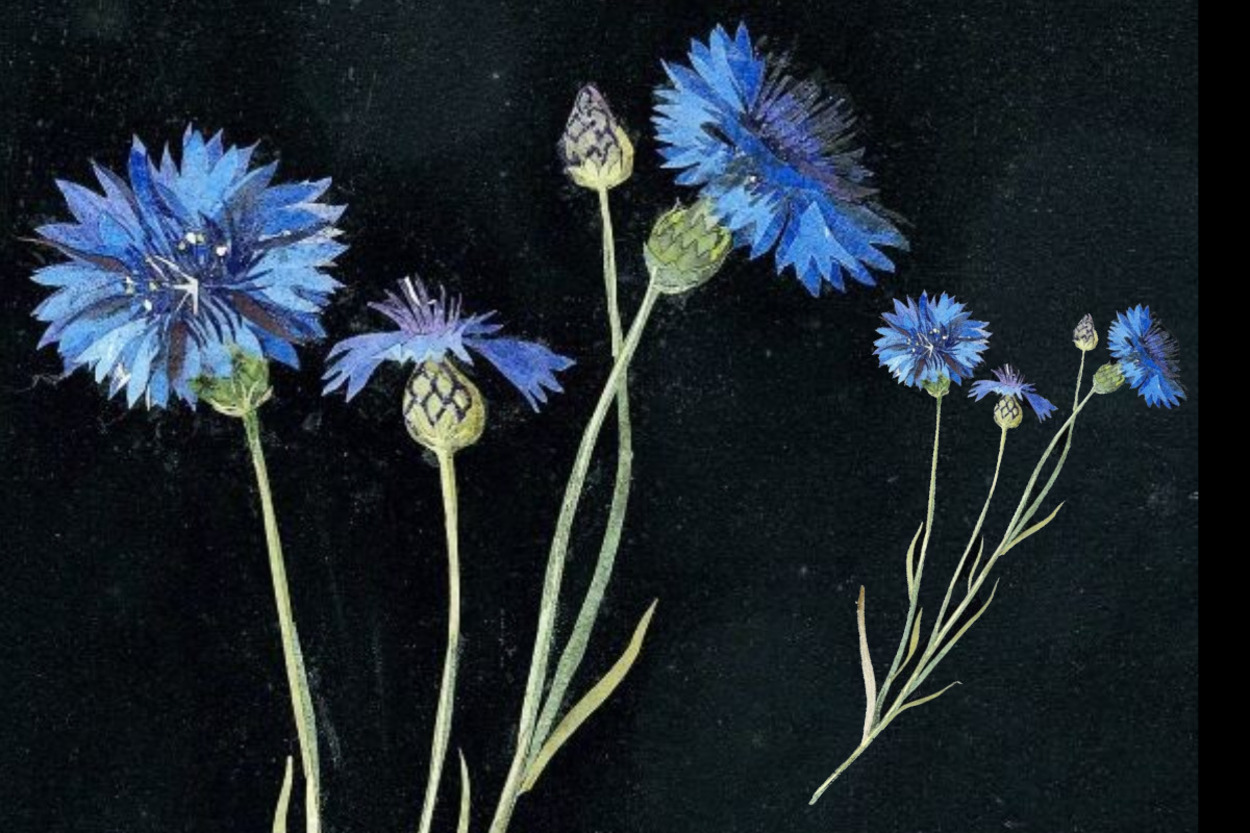 <p>Centaurea Cyanus, василёк. Мэри Делейни, 1779 г.</p> 