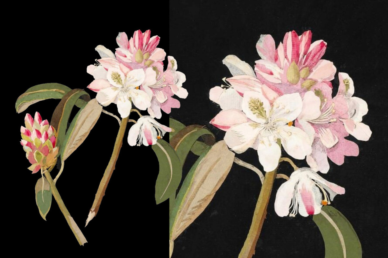 <p>Rhododendron Maximum, рододендрон крупнейший. Мэри Делейни, 1778 г.</p> 