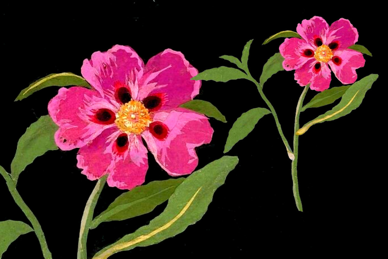<p>Cistus Formosus, ладанник. Мэри Делейни, 1779 г.</p> 
